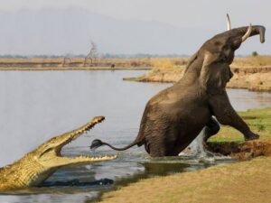 Крокодил напал на слона фото